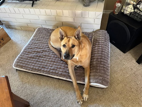 SUNNY - Carolina Dog / Black Mouth Cur available for adoption