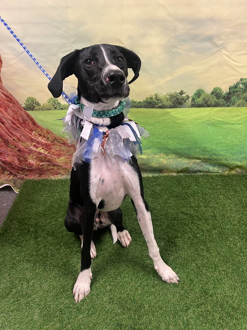 picture of the dog needing adoption