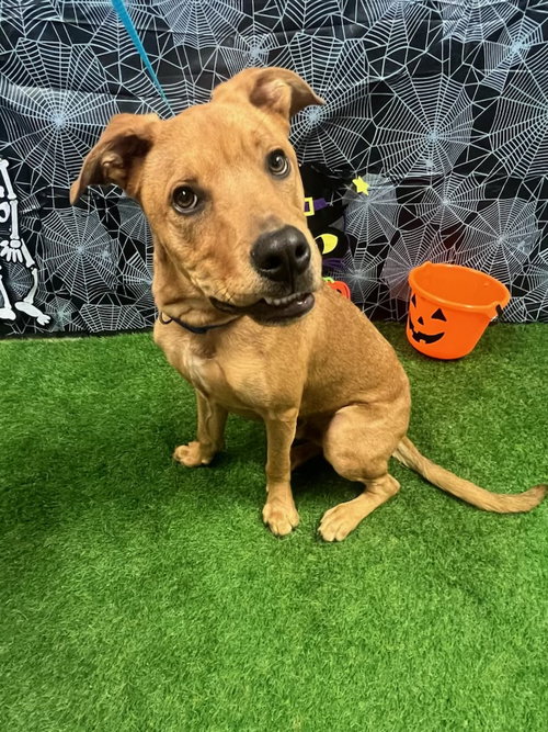 BENSON - Hound available for adoption
