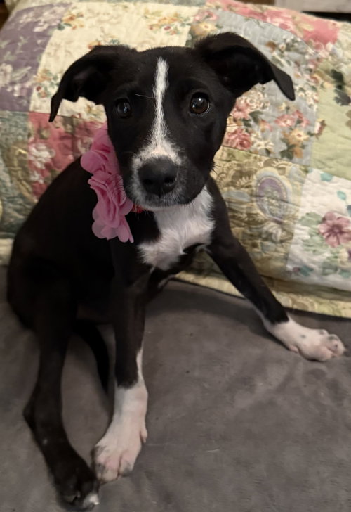 MACY - Labrador Retriever available for adoption