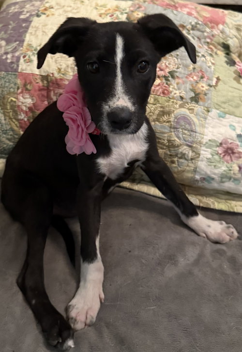 MACY - Labrador Retriever available for adoption