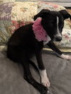 Macy - Photo 3