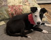 Mabel - Photo 1