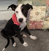 Mabel - Photo 2