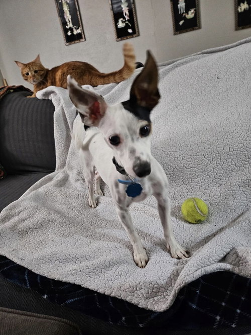 BRUNO - Rat Terrier / Fox Terrier available for adoption