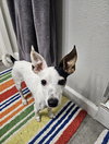 Bruno - Photo 3