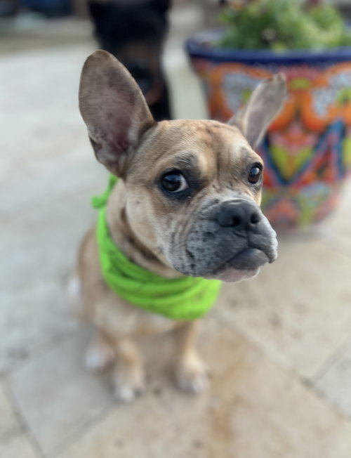 picture of the dog needing adoption