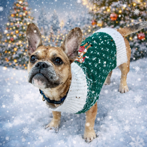 WATSON - French Bulldog / Boston Terrier available for adoption