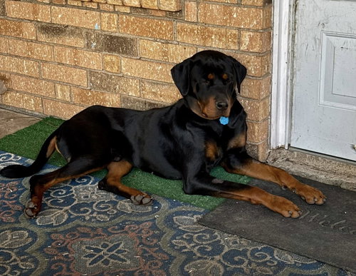 UNO - Rottweiler available for adoption
