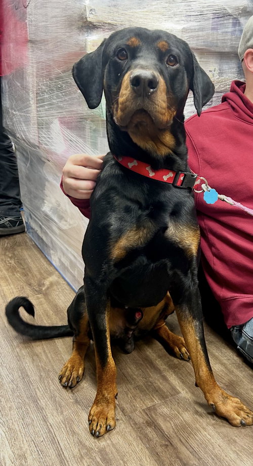 picture of the dog needing adoption