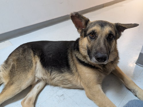 DURHAM - German Shepherd Dog available for adoption