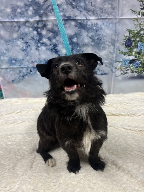 BLITZ - Scottish Terrier Scottie / Schnauzer available for adoption
