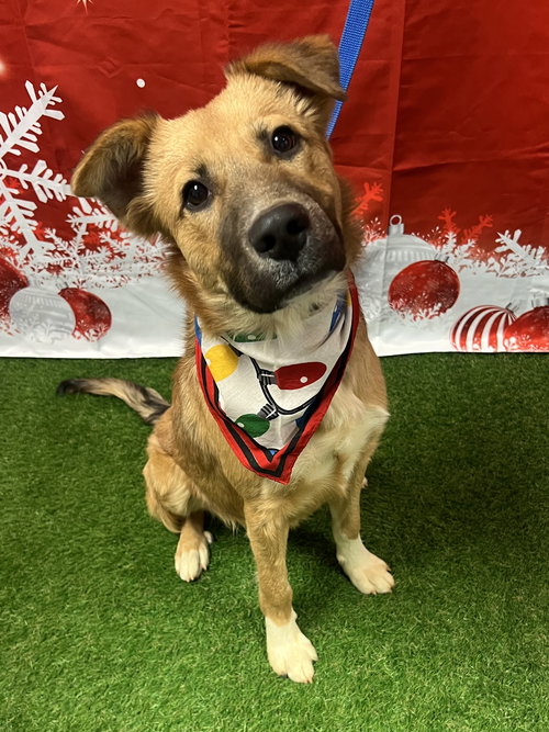 picture of the dog needing adoption