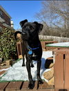 Sparkie - Photo 3