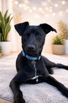Sparkie - Photo 4