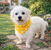 Jingles - Photo 2