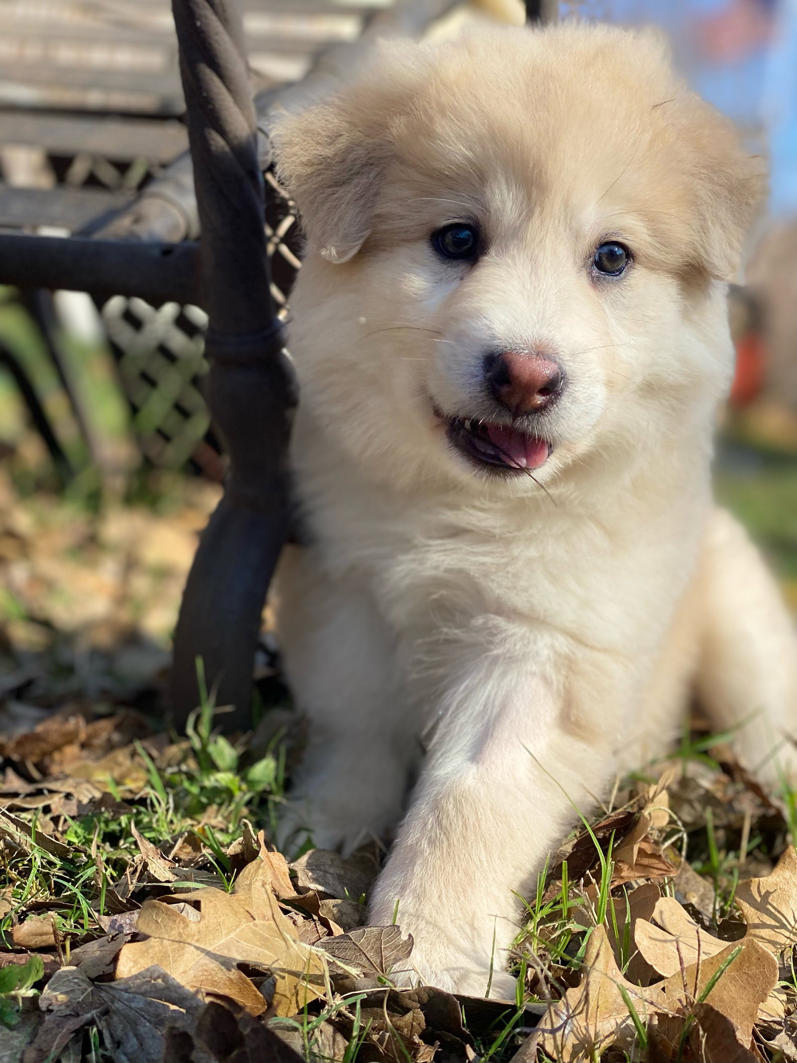 Benny Image