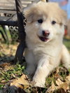Benny - Photo 1