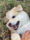 Benny - Photo 2