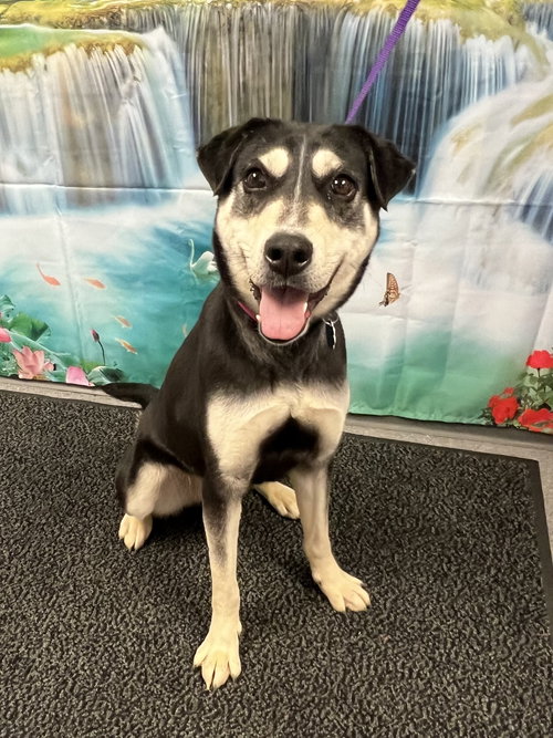 MISSY - Shepherd available for adoption