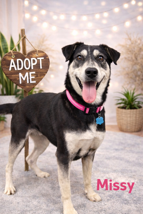 MISSY - Shepherd available for adoption