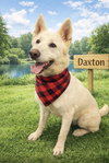 Daxton - Photo 3