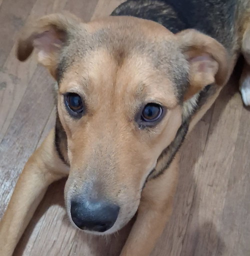 picture of the dog needing adoption