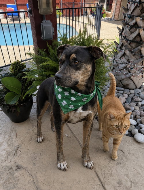 Rolo, an adoptable Hound in Euless, TX