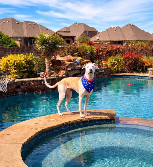 McFuffin, an adoptable Pointer in Euless, TX