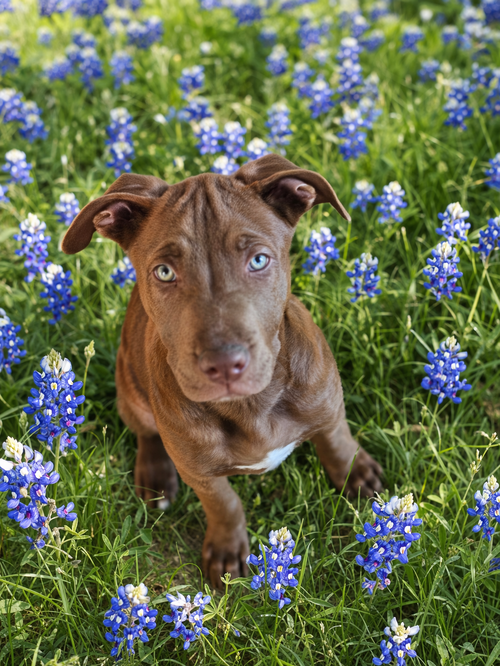 Waffles, an adoptable Shepherd in Euless, TX