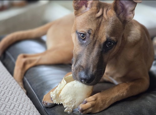 Biscuit