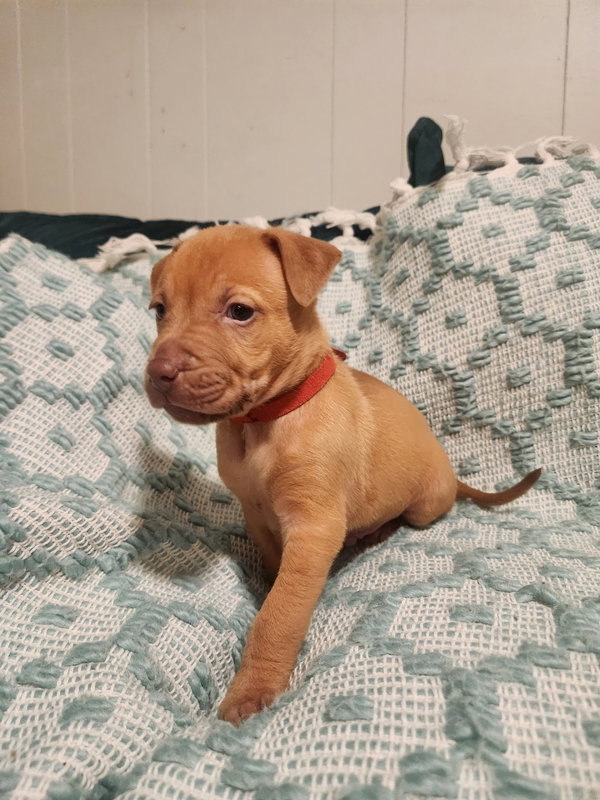 Tater