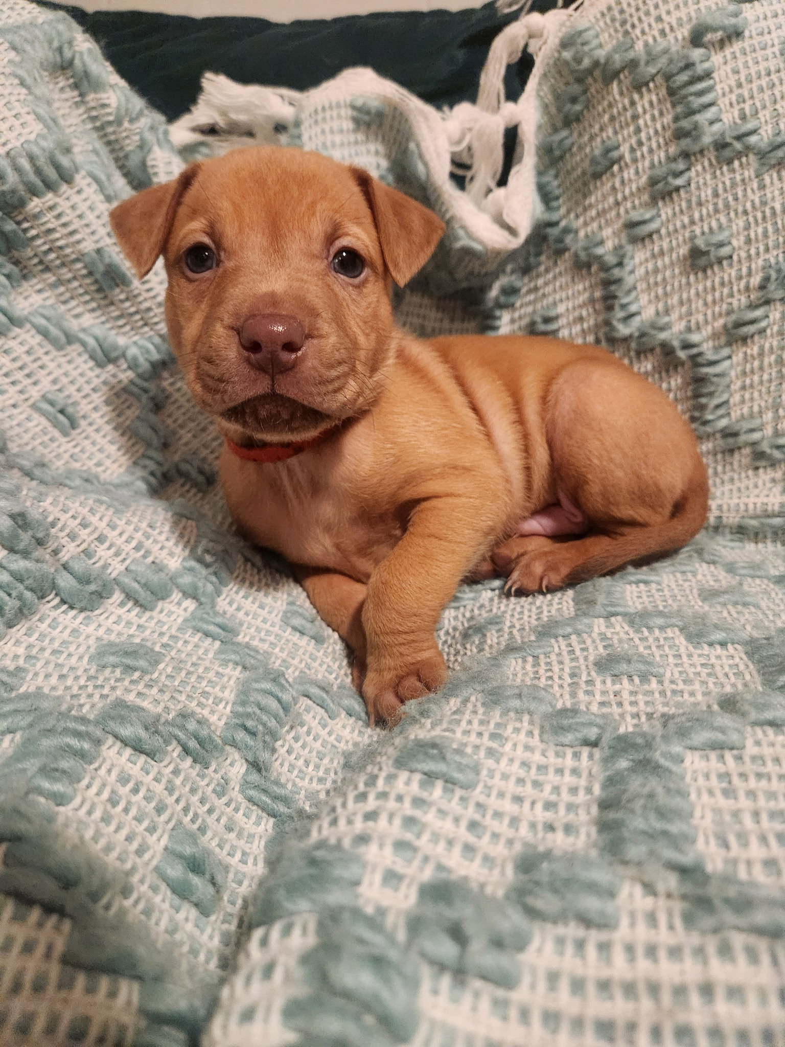Tater Image