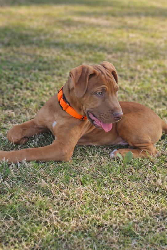 Wyatt Image