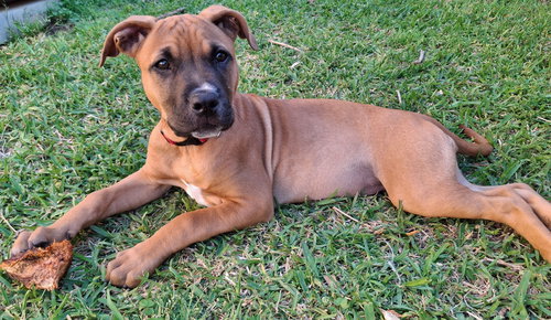 Sugar, an adoptable Shepherd in Euless, TX