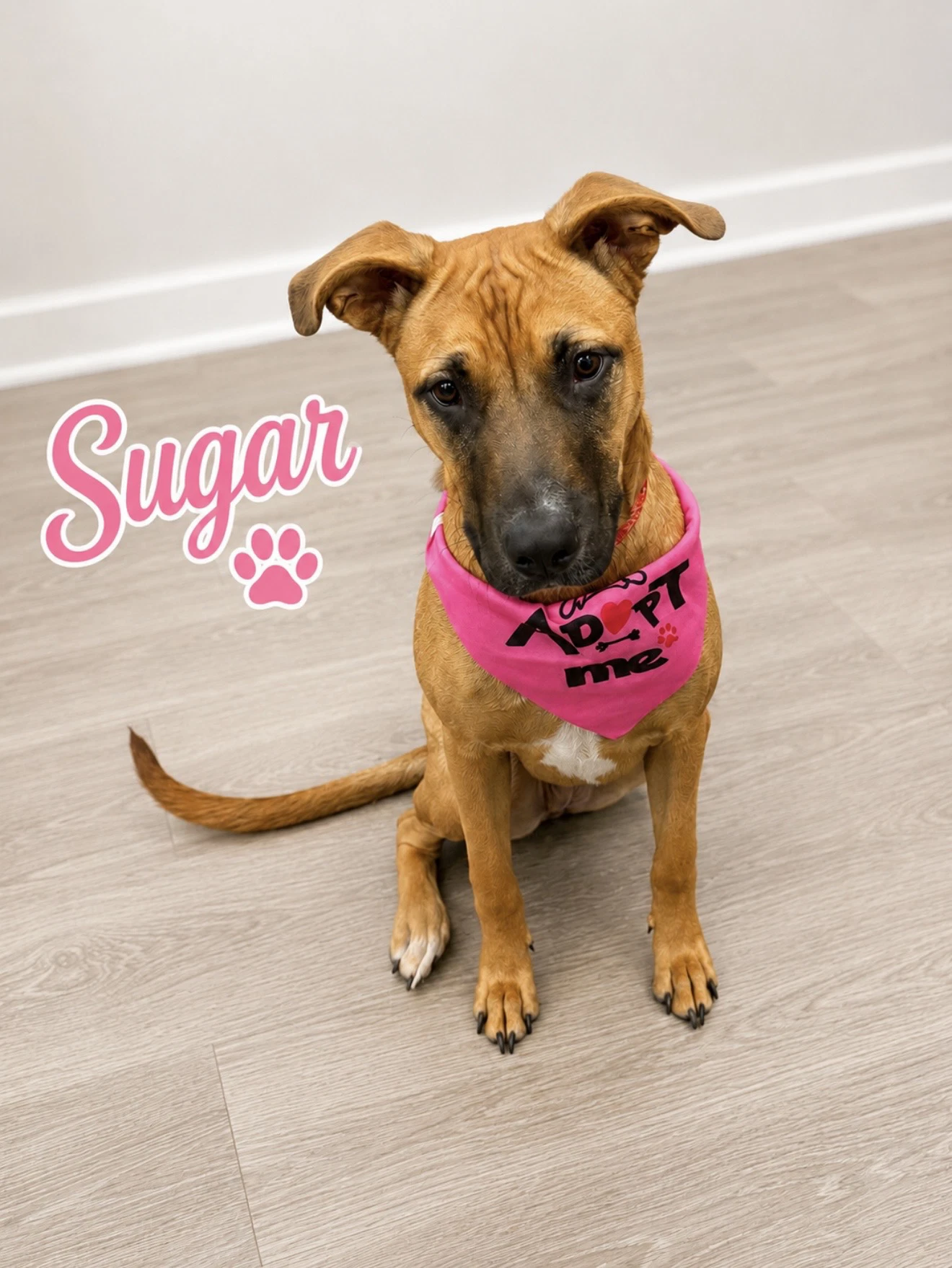 Sugar