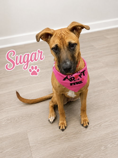 Sugar