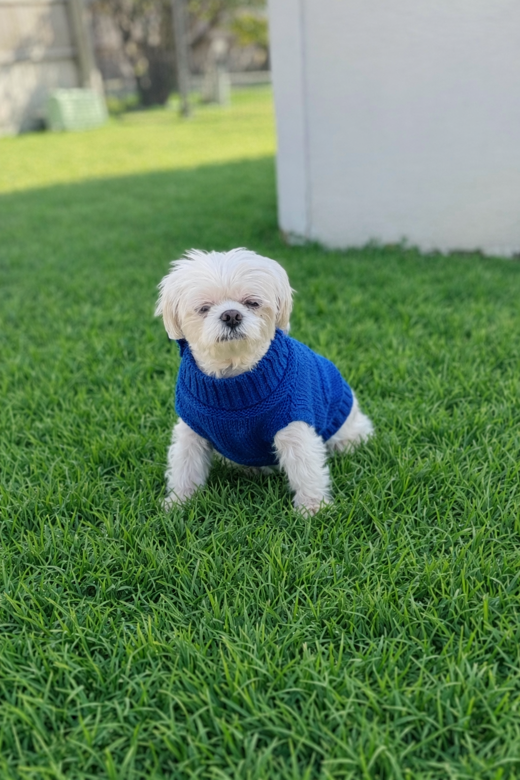Mr Cocoa Image