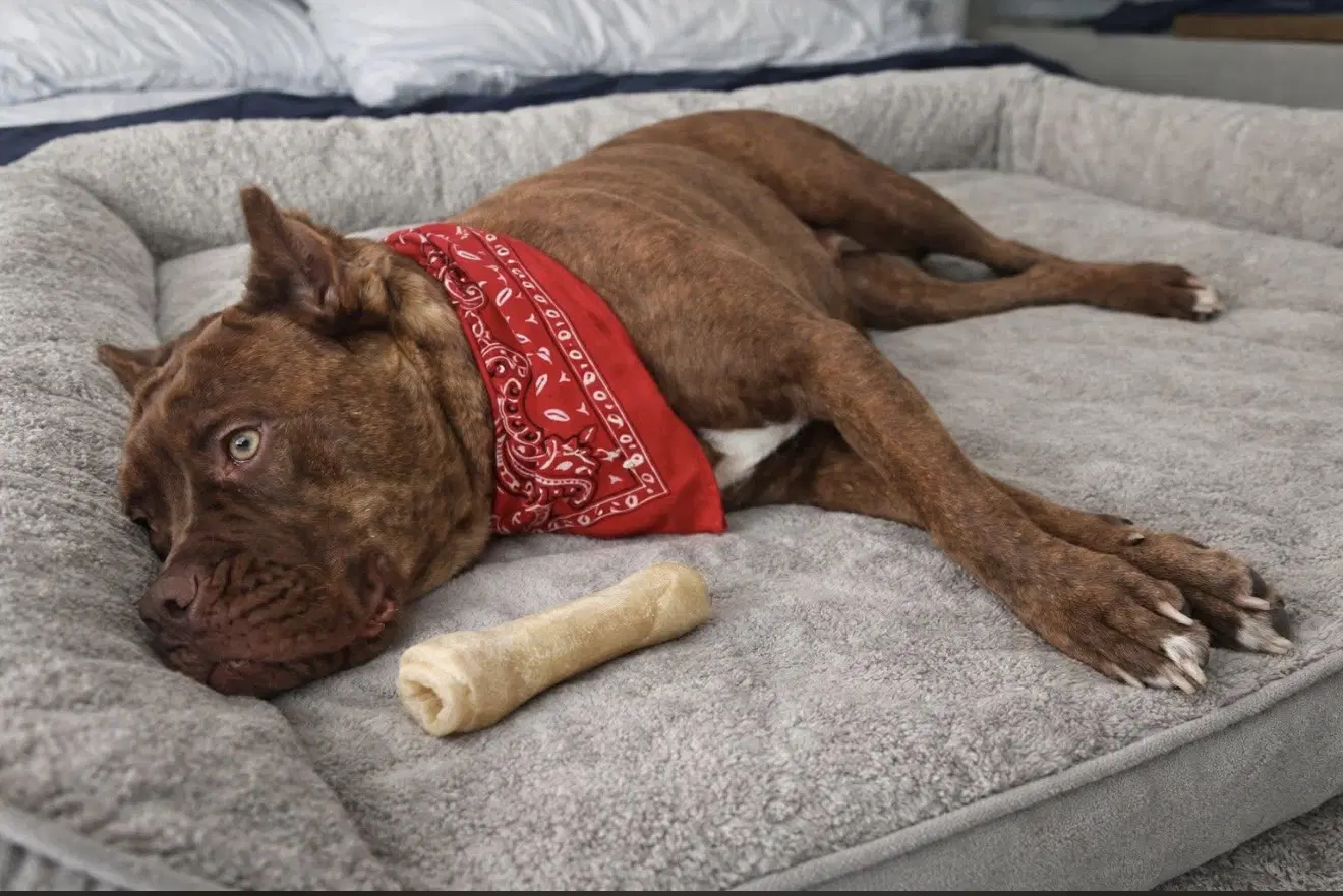Annie image 3