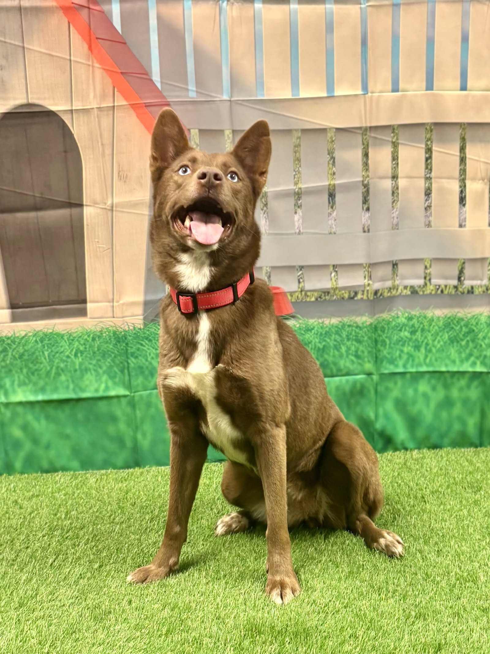 Australian Kelpie