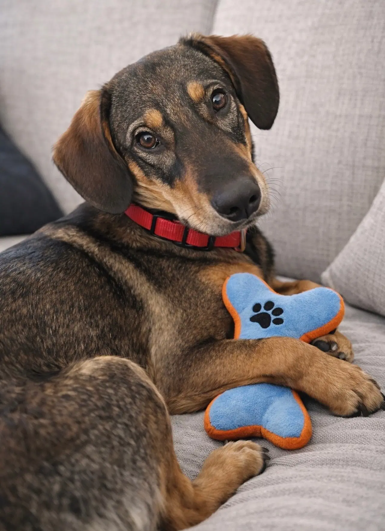 Tracker - Cattle Dog