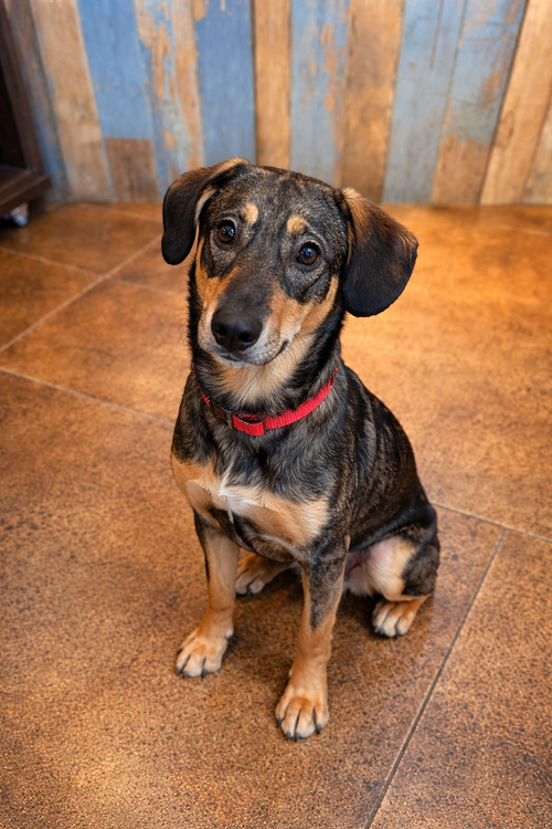 Tracker, an adoptable Beagle in Euless, TX