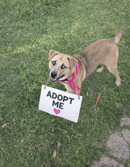 picture of the dog needing adoption