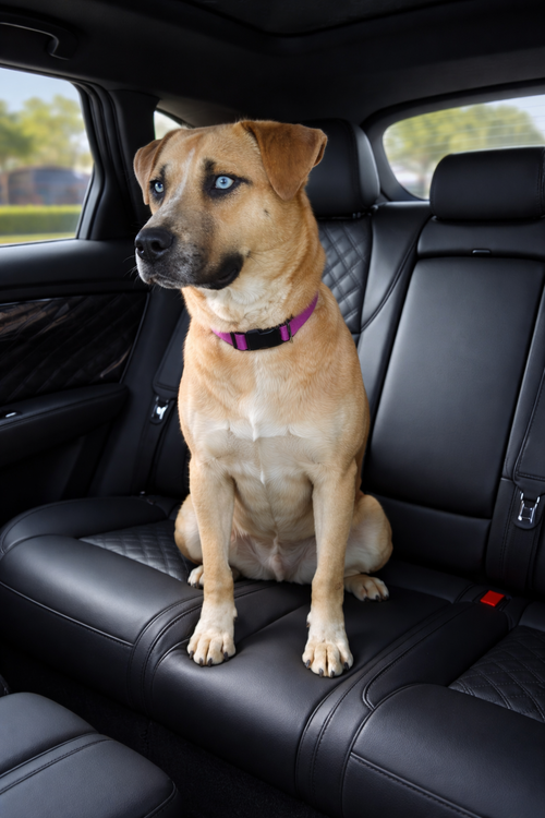 Kaya, an adoptable Cattle Dog in Euless, TX