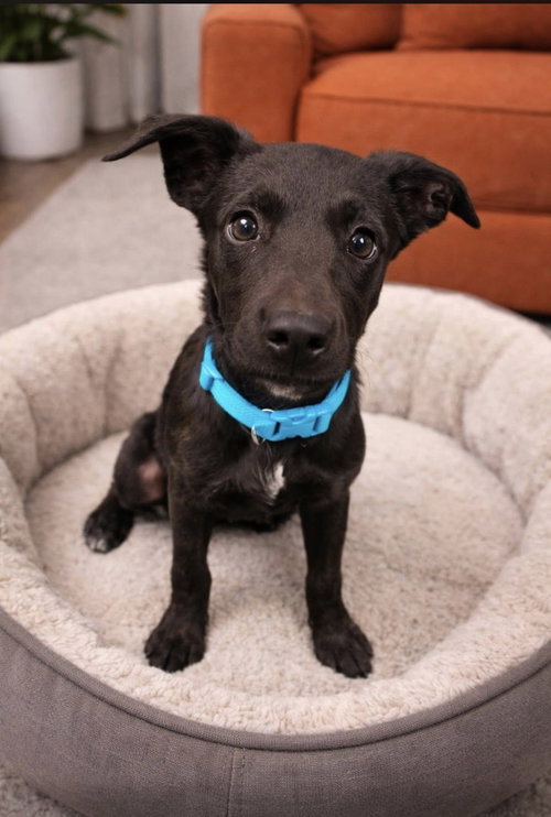 picture of the dog needing adoption