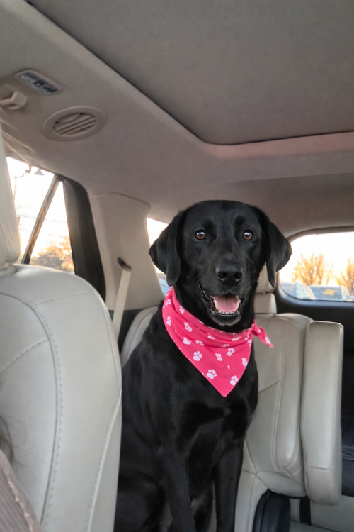 Rue, an adoptable Black Labrador Retriever in Euless, TX