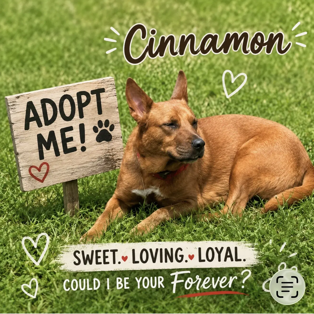 Cinnamon image 4