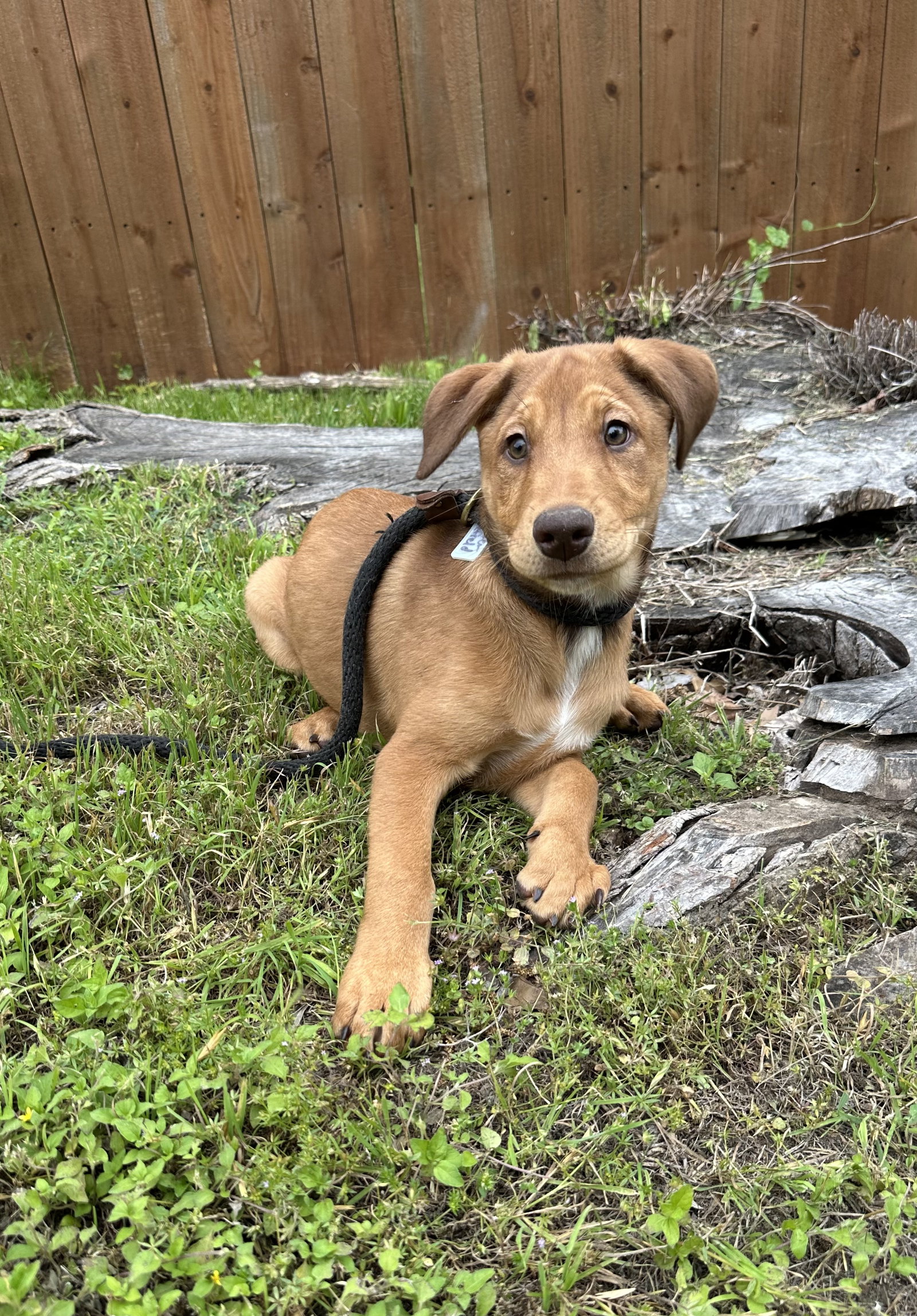 Sadie