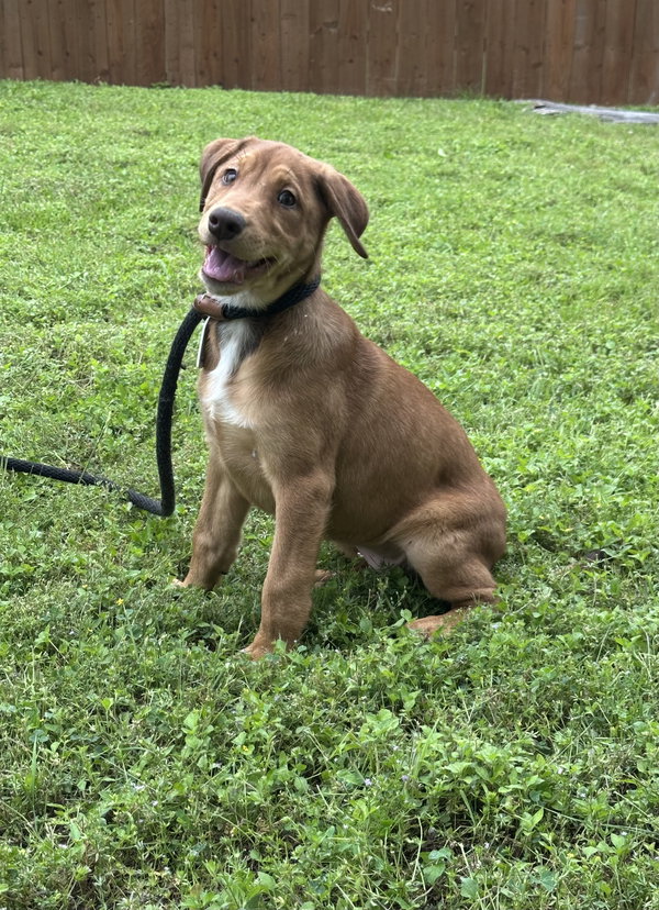 Sadie