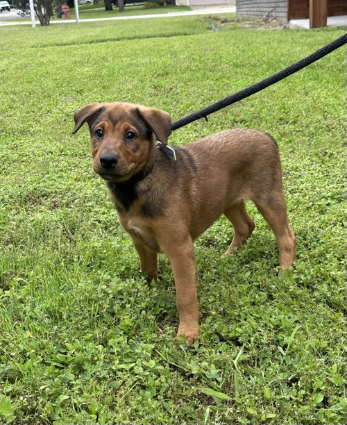 Ruby, an adoptable German Shepherd Dog in Euless, TX